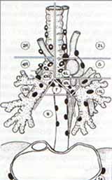 Clasificación de los ganglios linfáticos mediastinales Clasificación de los ganglios linfáticos mediastinales