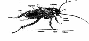 Partes de una cucaracha Partes de una cucaracha