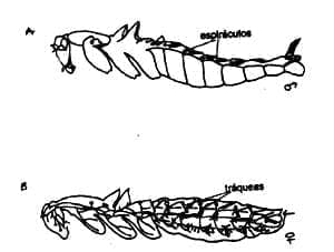 Distribución de los espiráculos en el cuerpo de machode Blatella germanica Distribución de los espiráculos en el cuerpo de machode Blatella germanica