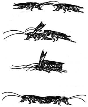 Cortejo de cucarachas Cortejo de cucarachas