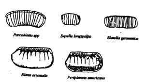 Octecas de las especies más comunes de cucarachas Octecas de las especies más comunes de cucarachas