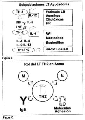Origen celular de las Citocinas inflamatorias en asma