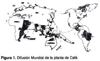 Difusion planta cafe Difusion planta cafe