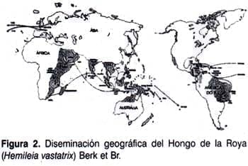 Diseminación geográfica del hongo de la Roya Diseminación geográfica del hongo de la Roya