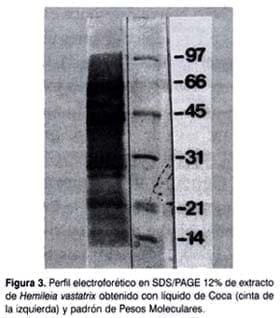 Perfil electrónico en SDS-PAGE Perfil electrónico en SDS-PAGE