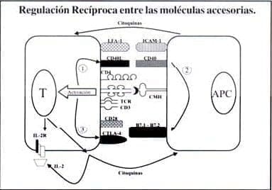 Señales de activación células T y células presentadoras de antígenos