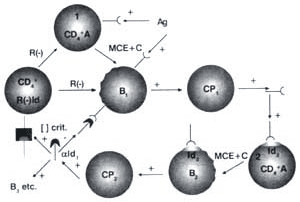 Red idiotipo-antiidiotipo Red idiotipo-antiidiotipo