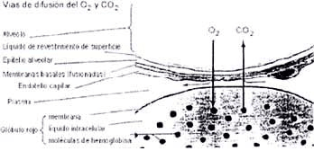 Barrera hemato-gaseosa o alveolocapilar Barrera hemato-gaseosa o alveolocapilar