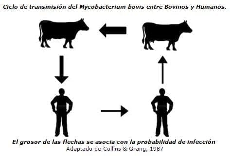Ciclos de Tuberculosis Bovina