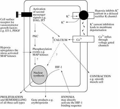 Fibroblastos de las arterias pulmonares. Fibroblastos de las arterias pulmonares.