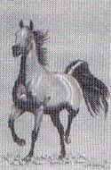 Caballo árabe bayo