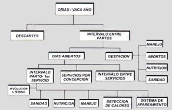 reproductivo de vacas en producción reproductivo de vacas en producción