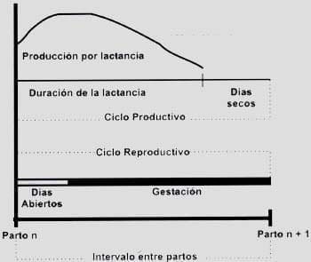 Eventos productivos y reproductivos en vacas en el ciclo interpartos Eventos productivos y reproductivos en vacas en el ciclo interpartos