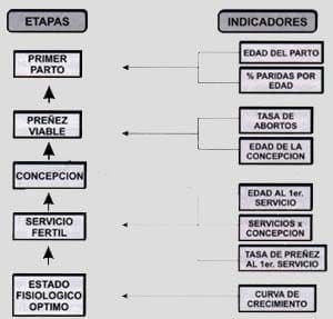 Etapas fisiológicas del levante de novillas Etapas fisiológicas del levante de novillas
