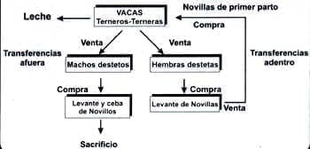 Transferencia de animales en el sistema doble propósito Transferencia de animales en el sistema doble propósito