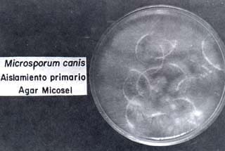 Microsporum canis Microsporum canis