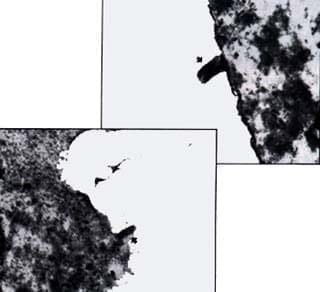 partículas virales botonando desde las membranas de las célula partículas virales botonando desde las membranas de las célula