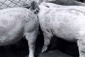 Los dermatofitos Los dermatofitos