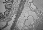 Vista de la histología Vista de la histología