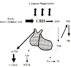 Interacción global del eje HPA _ CRH en pacientes con fibromialgia _ Neeck G. Rheum Dis Clin NA 2000, 26 (4).