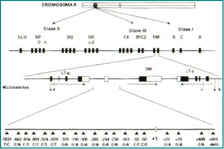 Conformación génica del TNF-a.