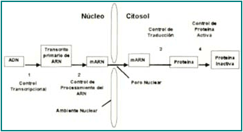  Expresión y regulación génica