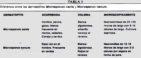 Dermalofitos Microsporum canis Dermalofitos Microsporum canis