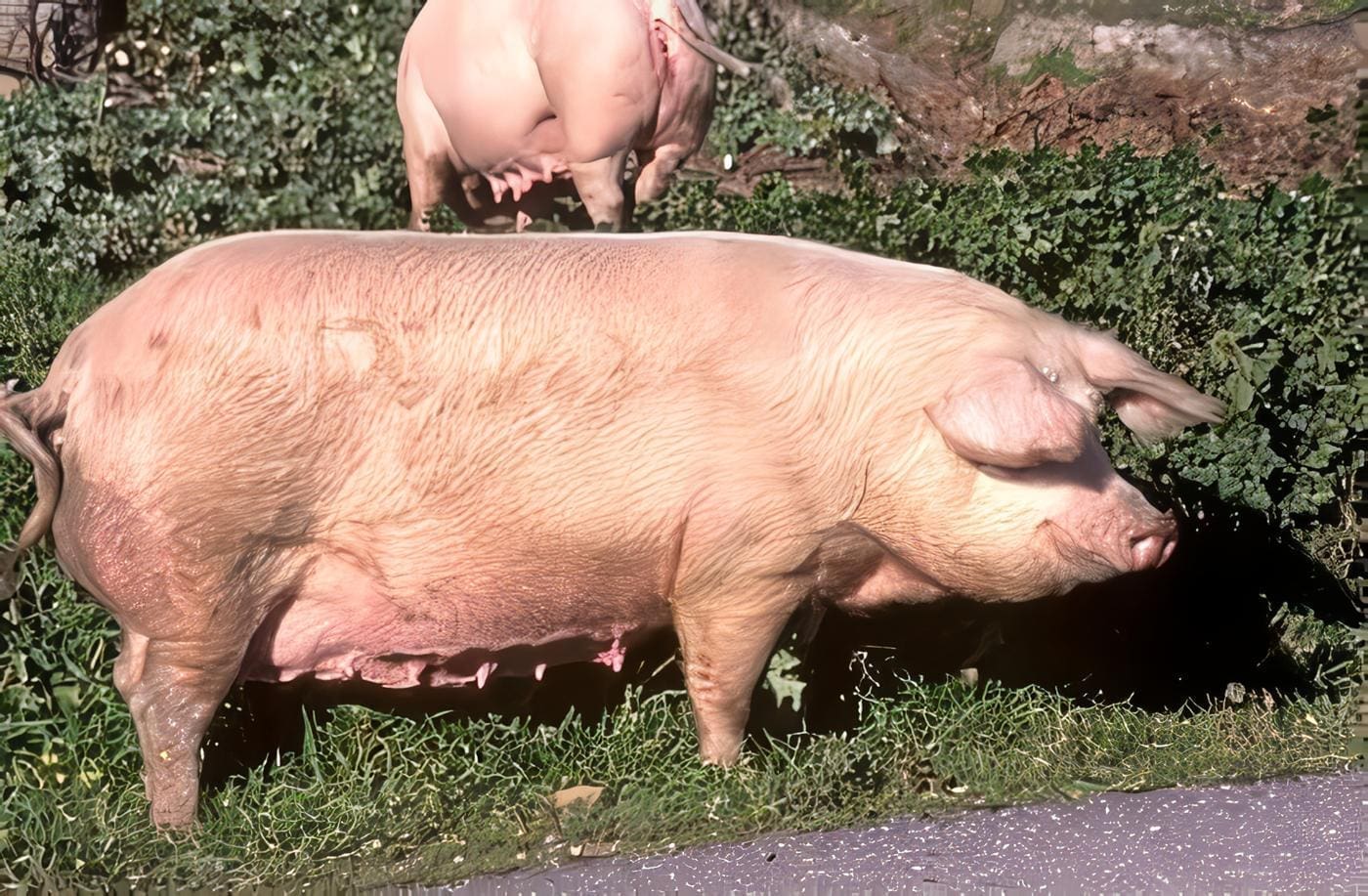 veterinaria-cerdinum1