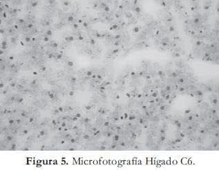 Microfotografia-5 Microfotografia-5