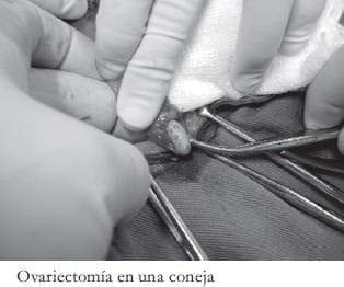 Ovariectomía en una coneja Ovariectomía en una coneja