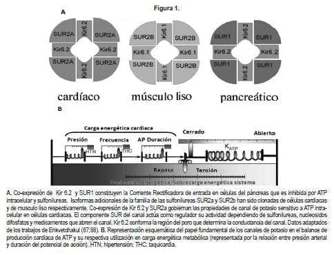 Cambios fisiologicos bioquimicos de isquemia