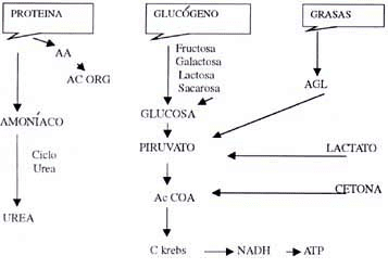 Otros Hidratos de Carbono 