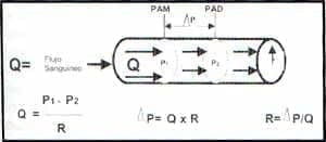 resistencia y el flujo sanguíneo