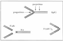 Digestión enzimática de la molécula