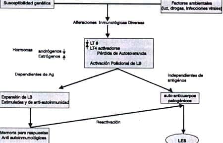 Fisiopatología L.E.S. Fisiopatología L.E.S.