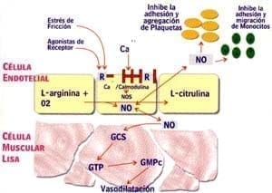 Molécula de L-citrulina 