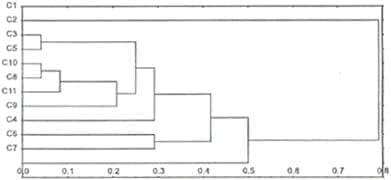 Dendograma derivado del análisis de los RAPD Dendograma derivado del análisis de los RAPD