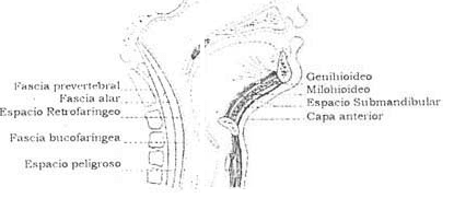 Porción visceral y la vertebral