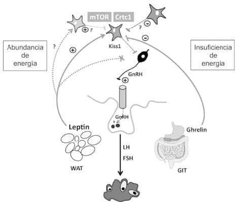 Disruptores Endocrinos, Abundancia de energía