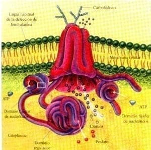 Superficie apical de las células Superficie apical de las células