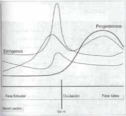 Regulación básica del ciclo menstrual Regulación básica del ciclo menstrual