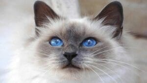 Gato Birmano