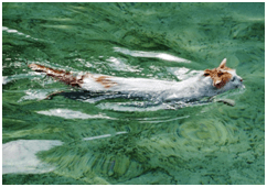 Gato Van Turco Su color característico es el blanco con unas pequeñas manchas amarillas y negras en su cabeza y cola Gato Van Turco Su color característico es el blanco con unas pequeñas manchas amarillas y negras en su cabeza y cola