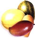 Riesgos si se tiene sobrepeso u obesidad Riesgos si se tiene sobrepeso u obesidad