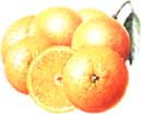 Obesidad ala Carta, El tocoferol o vitamina E Obesidad ala Carta, El tocoferol o vitamina E
