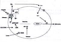 Secreción de insulina en la célula beta del páncreas Secreción de insulina en la célula beta del páncreas