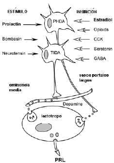 Principales sustancias estimuladoras e inhibidores de la producción de PRL Principales sustancias estimuladoras e inhibidores de la producción de PRL