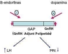 Relación PRL Gonadotropinas  Relación PRL Gonadotropinas