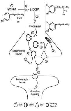 Diagrama de la biosíntesis, liberación y metabolismo Diagrama de la biosíntesis, liberación y metabolismo