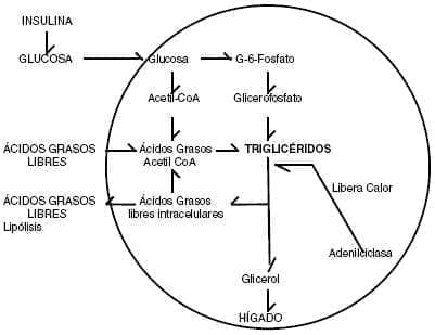 Metabolismo del adipocito Metabolismo del adipocito